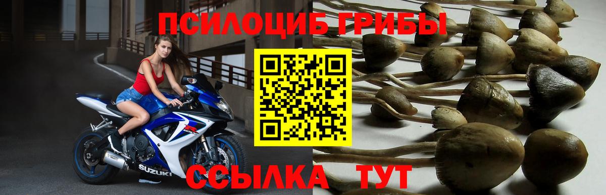 Псилоцибиновые грибы мицелий Одинцово